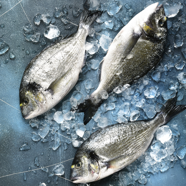 pesce Arcogel nel ghiaccio